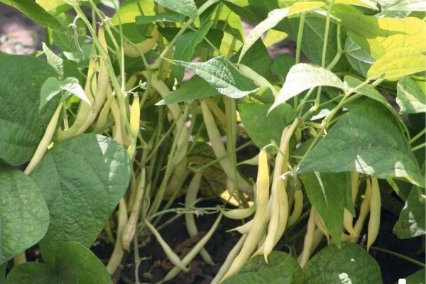 Rahasia tumbuh kacang di kebun, dengan mana Anda bisa mendapatkan panen yang baik