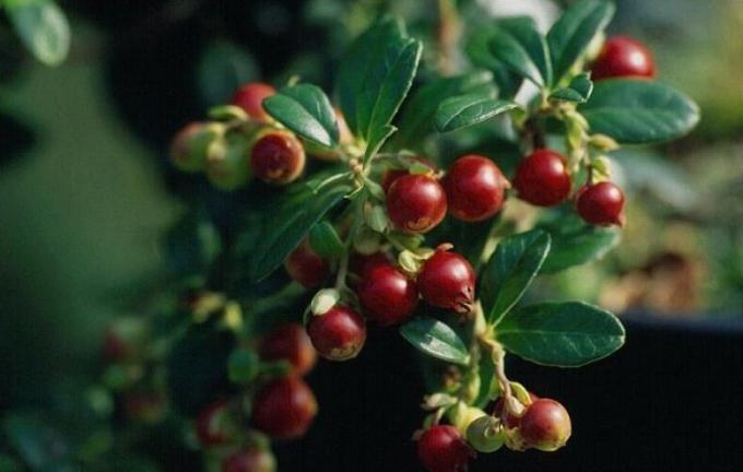 The makan terbaik untuk lingonberry, blueberry, cranberry dan ericaceous lainnya