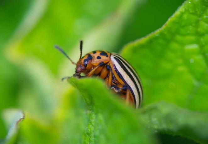 Kumbang kentang Colorado pada daun kentang. Ilustrasi untuk sebuah artikel digunakan untuk lisensi standar © ofazende.ru