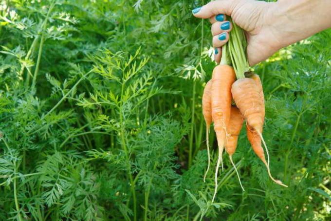 Rahasia perawatan untuk wortel