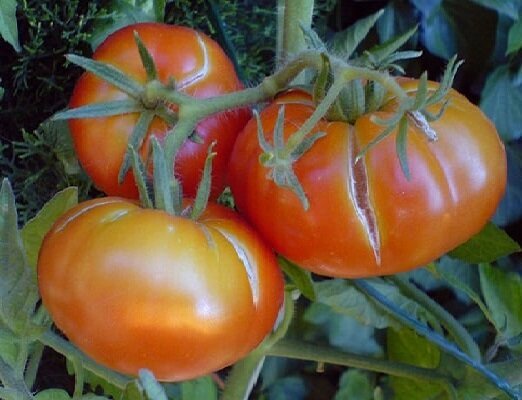 2 kesalahan saat tumbuh tomat, karena yang buah mulai retak