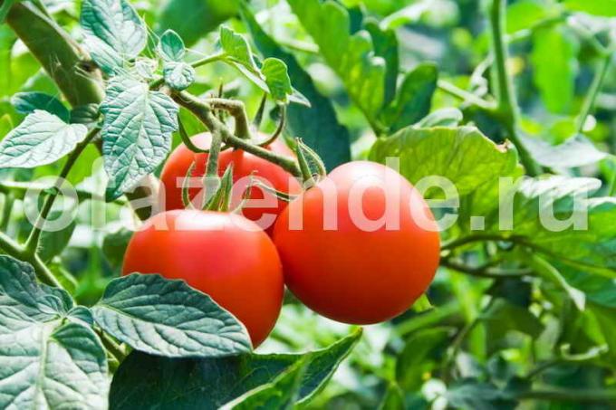 Tomat untuk pengalengan. Ilustrasi untuk sebuah artikel digunakan untuk lisensi standar © ofazende.ru