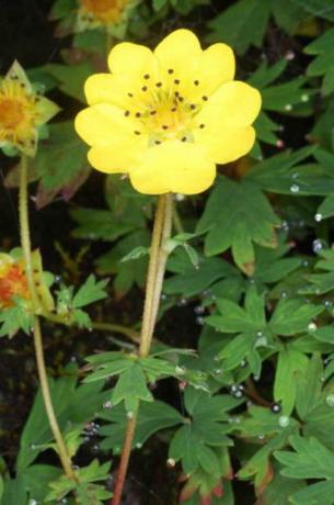 bunga kuning cerah tunggal