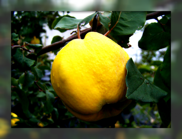 Apa yang perlu Anda ketahui tentang budidaya sederhana quince untuk Anda untuk mendapatkan hasil yang tinggi