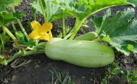 Bagaimana untuk tumbuh zucchini? Pendaratan, perawatan, panen, tanam dan panen tanggal