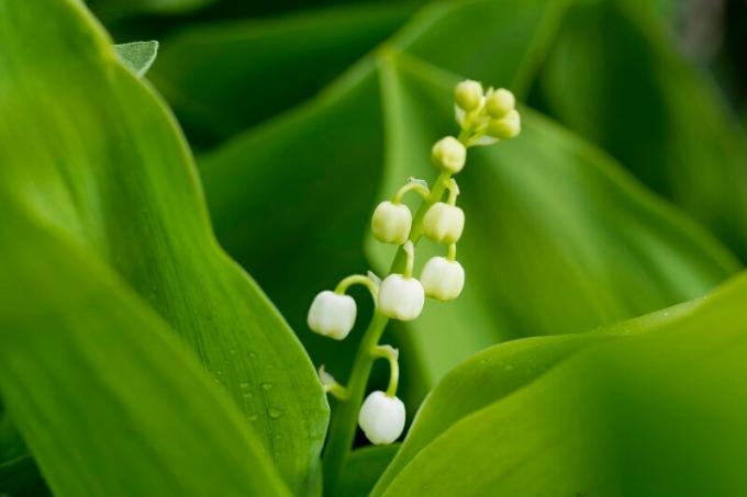 Bagaimana memindahkan bunga lili dari lembah dari hutan ke situs