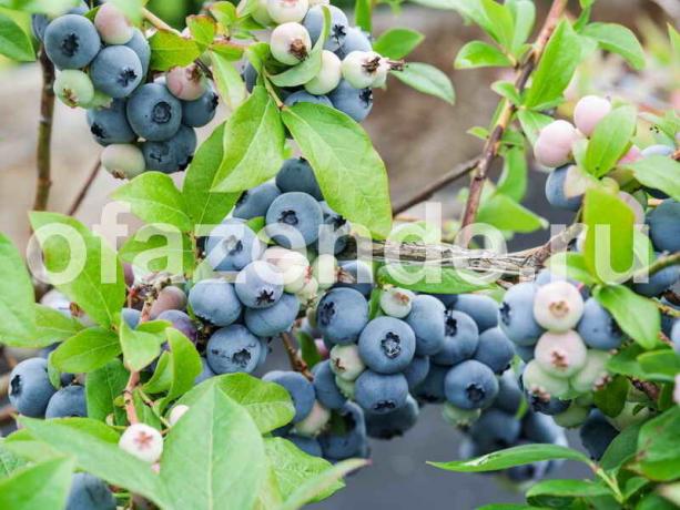 Budidaya blueberry. Ilustrasi untuk sebuah artikel digunakan untuk lisensi standar © ofazende.ru