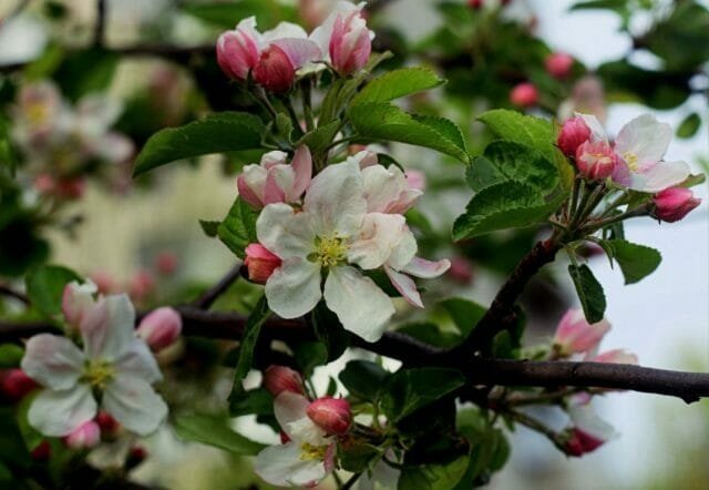 bunga pohon apel