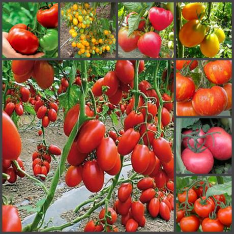Cara super unik tomat tanam di musim gugur, yang akan menjamin Anda panen yang sangat baik!