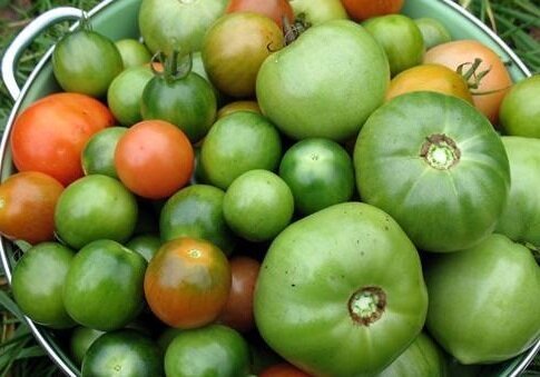 Seperti yang saya Melestarikan tomat hijau untuk musim dingin. Resep lezat