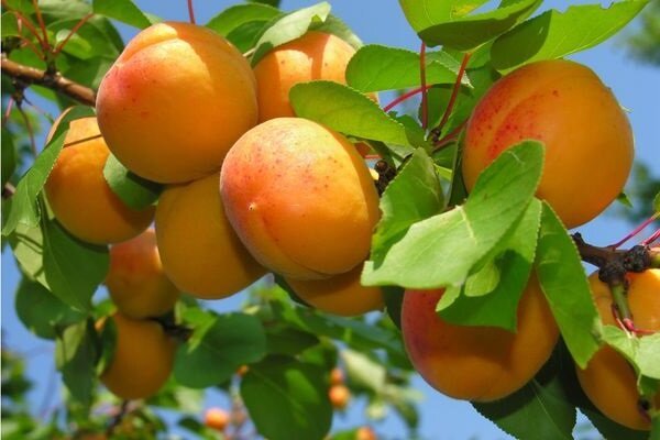 Cara Menumbuhkan Apricot dan mendapatkan tanaman yang baik