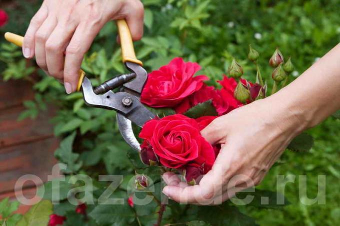 Pemangkasan mawar (Foto digunakan di bawah lisensi standar © ofazende.ru)