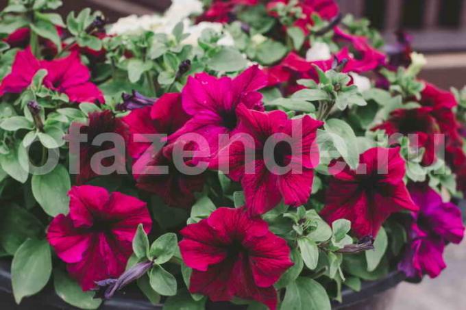 Bibit petunia tanpa picks di rumah