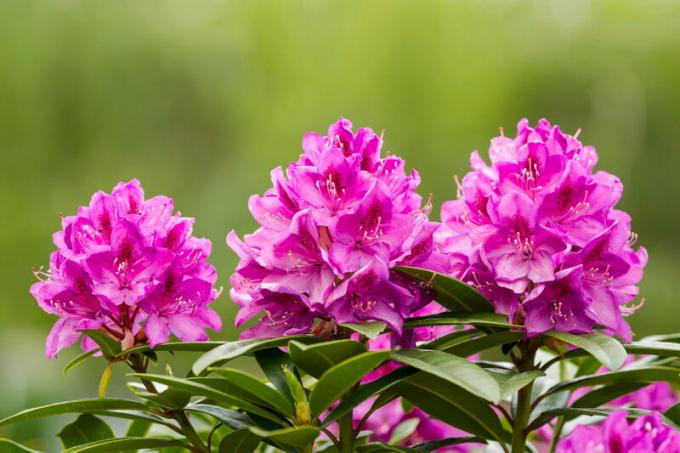 Rhododendron Frost-tahan dan musim dingin gatal-gatal