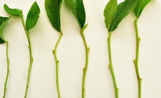 Pengalaman pribadi: bagaimana untuk menyebarkan tanaman hijau stek trudnoukorenyaemye