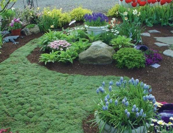 Sebuah karpet tanaman groundcover: berbunga rumput alternatif - Tips tukang kebun