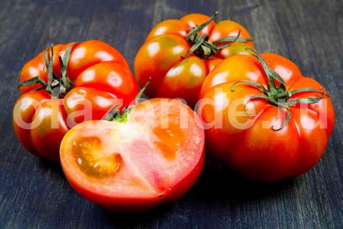 Untuk tomat cepat tersipu
