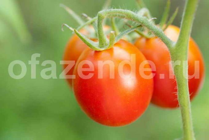 Tumbuh tomat. Ilustrasi untuk sebuah artikel digunakan untuk lisensi standar © ofazende.ru