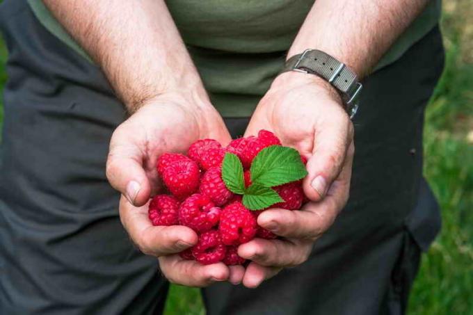 Harvest pemangkasan raspberry Sobolev