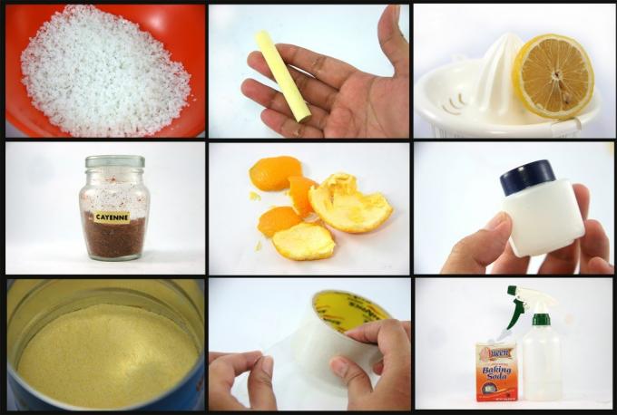 Dalam foto: garam, kapur, lemon, lada, kulit jeruk, petroleum jelly, air cuka, selotip, soda - pengobatan improvisasi untuk semut.