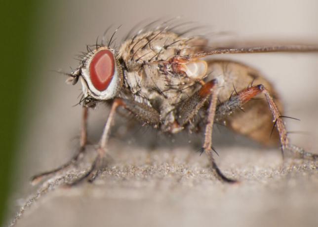 Setiap tukang kebun harus tahu bagaimana mengenali lalat bawang dan melawannya. Ilustrasi untuk sebuah artikel digunakan untuk lisensi standar © ofazende.ru