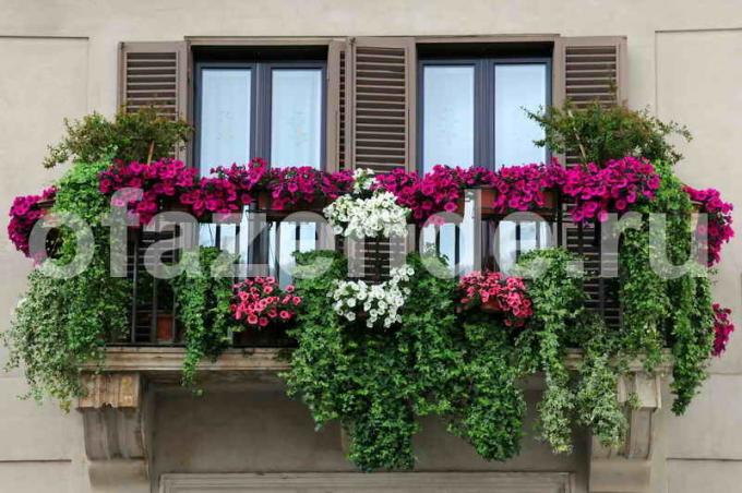 Taman bunga di balkon dengan tangan: Tips tukang kebun