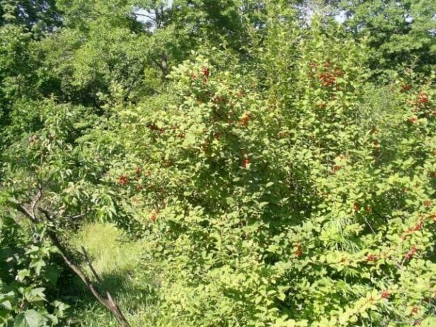 Bush cherry dikempa dengan buah matang. © Pauk