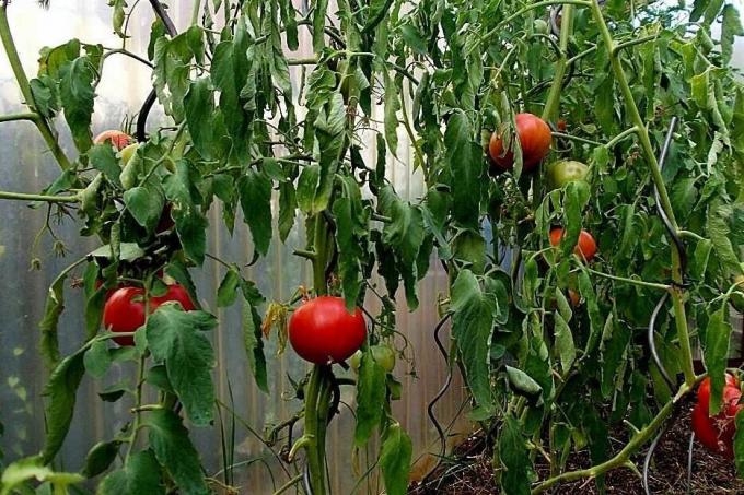 Kesalahan besar dalam budidaya tomat, karena yang hasilnya dapat dikurangi secara signifikan