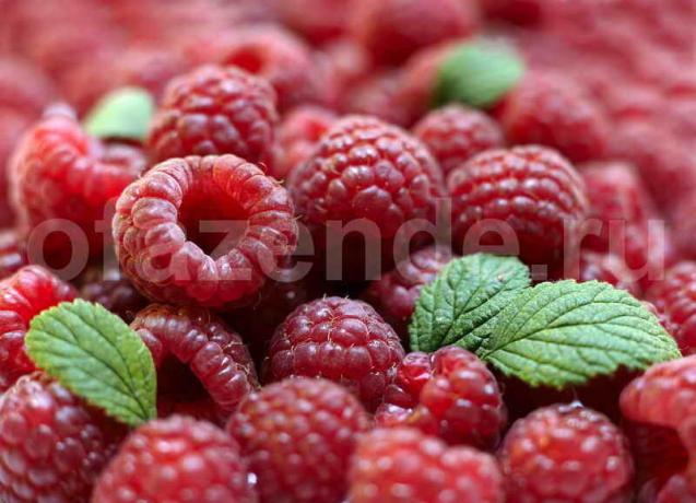 Tumbuh raspberry. Ilustrasi untuk sebuah artikel digunakan untuk lisensi standar © ofazende.ru