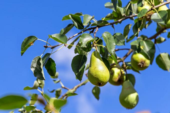 Mengapa jatuh dari ovarium dan buah apel, plum, ceri dan pohon lainnya
