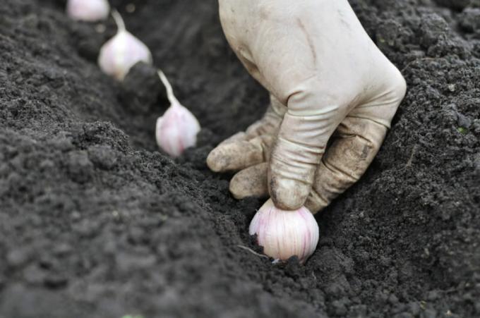 Tukang kebun perlu tahu aturan penanaman bawang putih sebelum musim dingin. Ilustrasi untuk sebuah artikel digunakan untuk lisensi standar © ofazende.ru