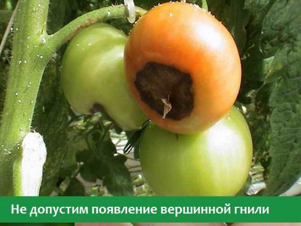 Blossom hawar pada tomat (Foto dari sumber internet terbuka)