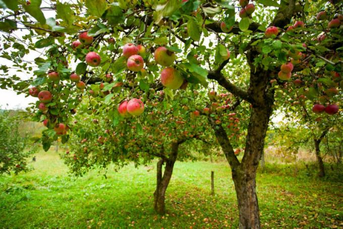 Banyak tukang kebun dihadapkan dengan masalah seperti itu, ketika apel membusuk di apple. Ilustrasi untuk sebuah artikel digunakan untuk lisensi standar © ofazende.ru