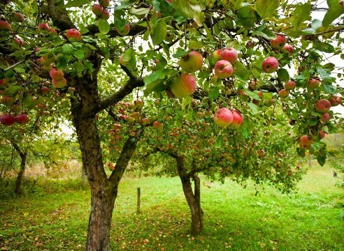 Bagaimana untuk tumbuh apel pohon taman