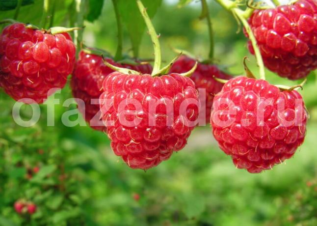 Cara mudah untuk tumbuh raspberry remontant