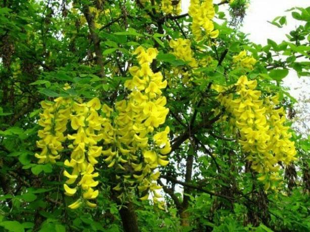 arborescens Caragana (akasia kuning)