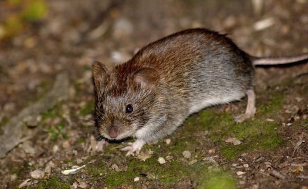 Bagaimana menyingkirkan tikus di negeri ini: murah tapi efektif