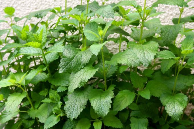 Beberapa alasan untuk mint tanaman di kebun