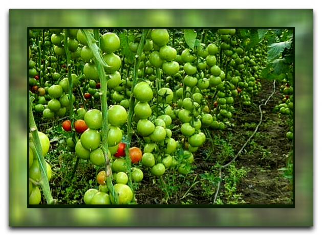 Bagaimana dan mengapa untuk memutuskan daun tomat bahwa Anda mendapatkan panen besar, dan mengapa metode ini sangat populer