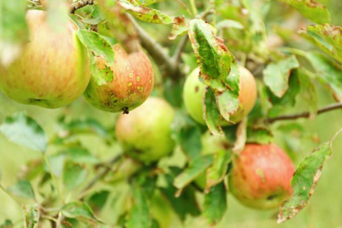 Mengapa Apple dan daun pear ikal - Penyebab dan Tips