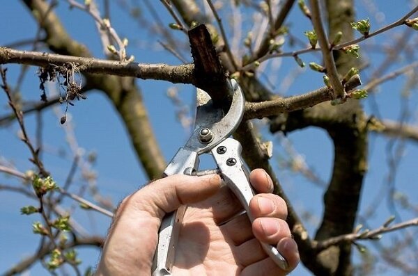 Mengapa dan bagaimana untuk memotong pohon apel
