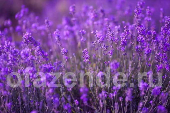 28 spesies Lavender untuk taman Anda: Deskripsi dan rahasia tumbuh