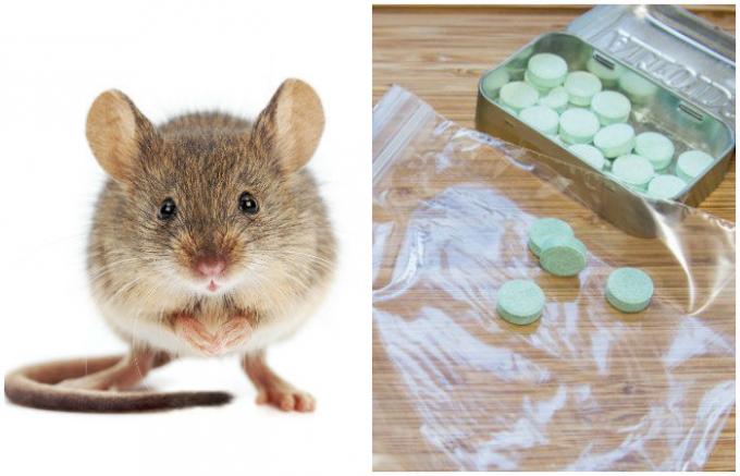  cara yang tak terduga dan efektif untuk menyingkirkan tikus di rumah