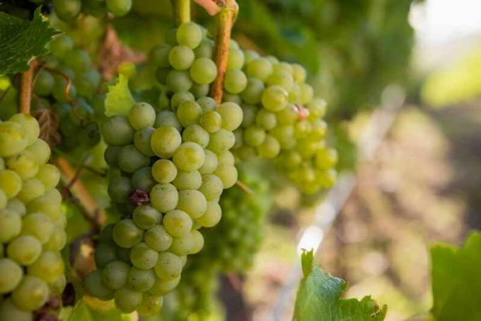 Bagaimana untuk tumbuh buah anggur tanpa terlalu banyak kerumitan