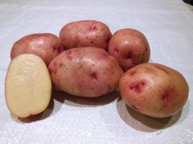 7 varietas kentang terbaik