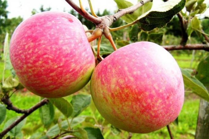 Siapkan apel untuk musim depan. Bagaimana meningkatkan panen tahun depan sebesar 1,5 kali