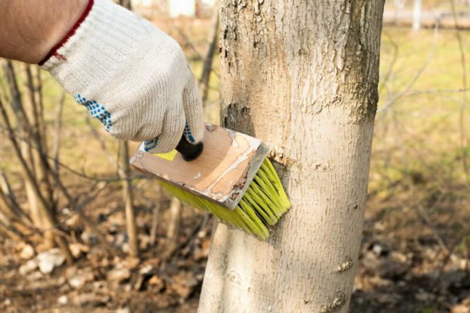 Bagaimana untuk memutihkan pohon-pohon di taman di musim gugur