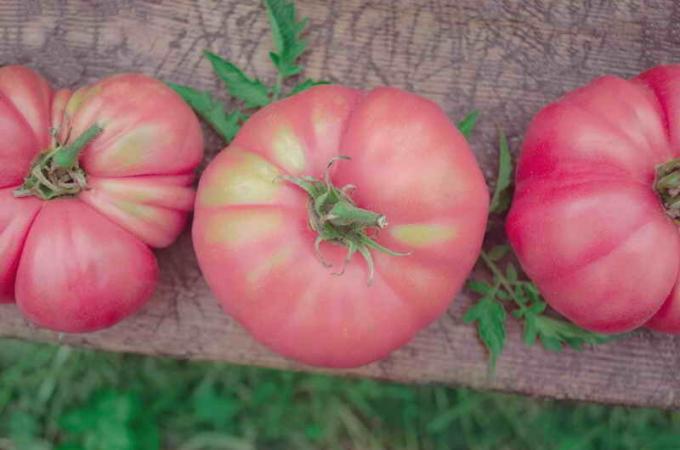Apa tomat merah muda memiliki hasil tinggi?