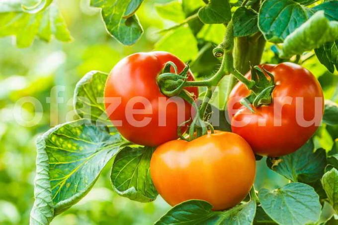 Tumbuh tomat di rumah kaca (Photo digunakan di bawah lisensi standar © ofazende.ru)