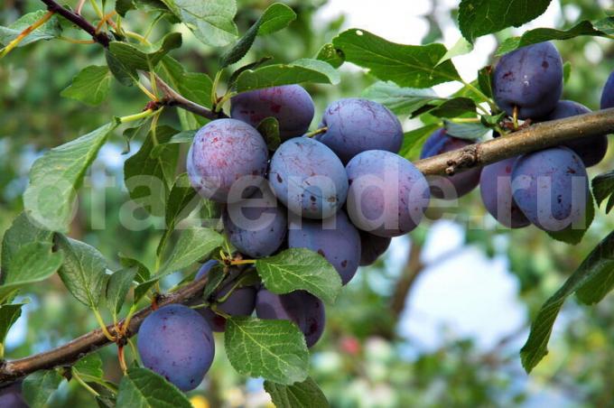 Apa yang perlu Anda ketahui tentang peternakan plum mengalami tukang kebun